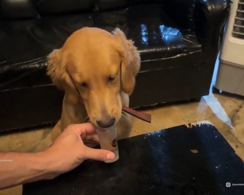 Robert Pasut kim jest
Robert Pasut co robi
Robert Pasut AbstrachujeTV
Robert Pasut streamer
Robert Pasut kontrowersje